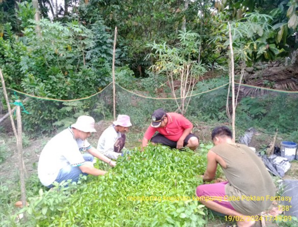 Program Kampung Cabe di Nagari Panti Selatan Kabupaten Pasaman: Solusi untuk Mengatasi Masalah Inflasi dan Kenaikan Harga Cabe di Hari Raya