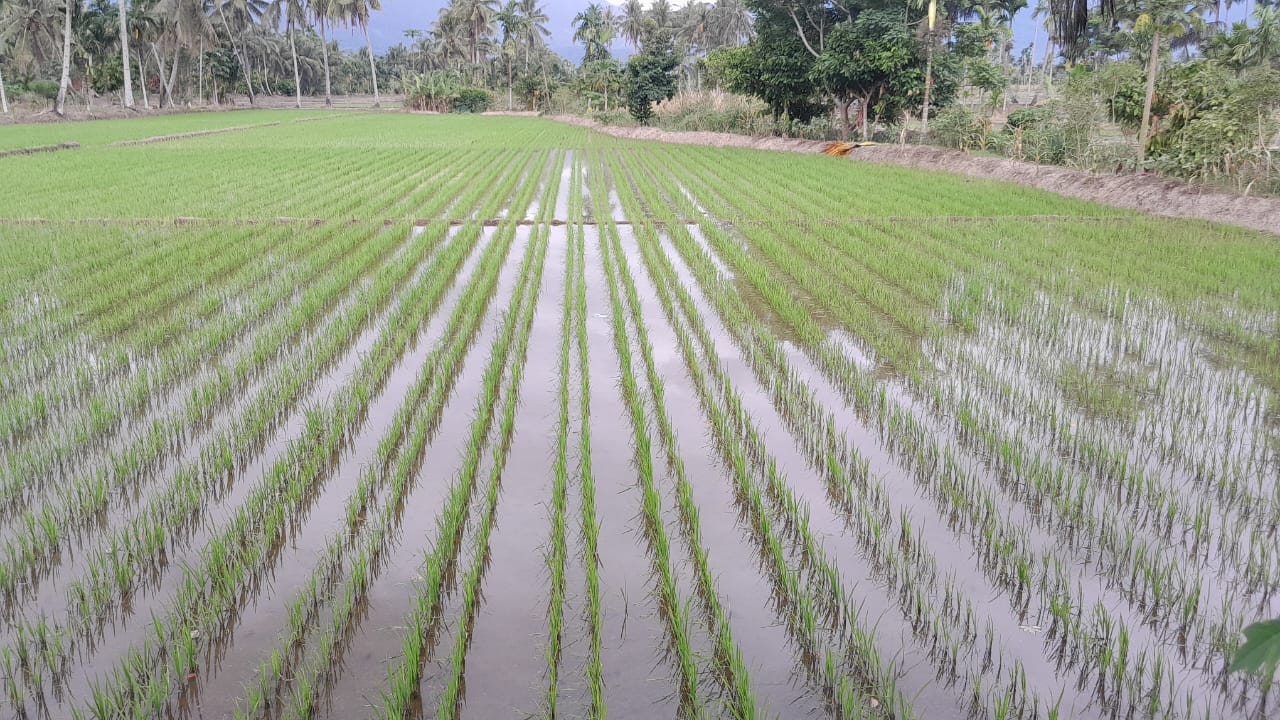 Kabupaten Pasaman  Optimis Memenuhi Target  Produksi Padi Dan Jagung