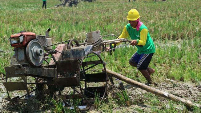 Cegah Hal Tak Terduga, Petani Perlu Miliki Asuransi